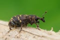 Close up of a Hylobius abietis weevil beetle crawling on wood with blurred background