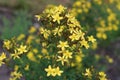 Hypericum maculatum commonly known as imperforate St John`s-wort or spotted St. Johnswort. Royalty Free Stock Photo