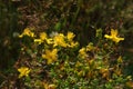 A close up of Hypericum perforatum flowers (perforate St John`s-wort or common Saint John`s wort) in the field