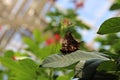 Close up, side view of a Silver Studded Leafwing Butterfly with wings closed resting on a leaf Royalty Free Stock Photo