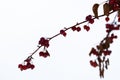 Close up of ice covered crab apples on a tree. Photographed with shallow depth field. Place for writing text around it Royalty Free Stock Photo