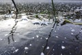 Close-up of ice crystals on a frozen lake ice during winter time. plant stems frozen in the ice of the lake