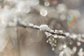 Close up of ice crystals on small branch