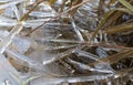 Close Up Ice Formation in Pond Royalty Free Stock Photo