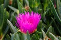 Close up of Ice Plant during spring Royalty Free Stock Photo