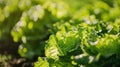 close-up of iceberg lettuce in the garden. selective focus Royalty Free Stock Photo