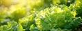 close-up of iceberg lettuce in the garden. selective focus Royalty Free Stock Photo