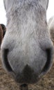 Close up of Icelandic horse nose