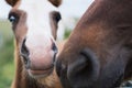 Close-up of Icelandic horses on the open field