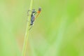 Ichneumon fly