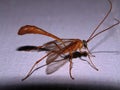 close up of a Ichneumon wasp (Family Ichneumonidae)