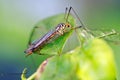 Close up of a Ichneumon wasp resting on a green leaf