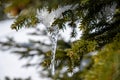 Close-up of an icicle on a spruce branch with spruce needles