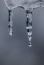 Close Up Icicle About to Drip