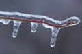 Icicles and Twig Royalty Free Stock Photo