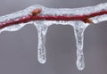 Icicles and Twig Royalty Free Stock Photo