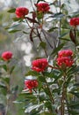 Close up of iconic red Australian native waratah flowers, Telopea speciosissima, family Proteaceae Royalty Free Stock Photo