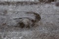 Close up of a icy footprint of a horse in the snow