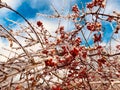 Close-up of icy snow-covered branch with red berries Royalty Free Stock Photo