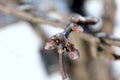 Close-up of icy twigs of apple trees in winter.