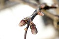 Close-up of icy twigs of apple trees in winter.