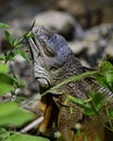 Close up of an Iguana eating leaves.