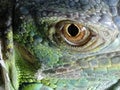 Close up iguana eye beautiful green scales Royalty Free Stock Photo