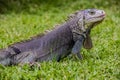 Close up of a Iguana, Harmless reptile, selective focus of a Liz