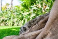 Close up of iguana lizard crawling on tree trunk Royalty Free Stock Photo