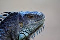 Close-up iguana.