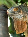 Close up of Iguana selective focus on eye Royalty Free Stock Photo