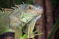 Close up of Iguana selective focus on eye Royalty Free Stock Photo