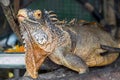 Close up of Iguana selective focus on eye Royalty Free Stock Photo