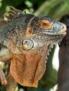 Close up of Iguana selective focus on eye Royalty Free Stock Photo