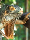 Close up of Iguana selective focus on eye Royalty Free Stock Photo