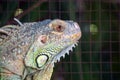 Close up of Iguana selective focus on eye Royalty Free Stock Photo