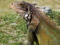 Close up of Iguana in St.Thomas USVI