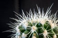 Illuminated cactus with long sharp needles