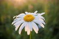 Close-up illuminated by summer sun chamomile with morning dew in dawn. Royalty Free Stock Photo