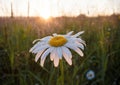 Close-up illuminated by summer sunrays chamomile with dew drops in dawn. Royalty Free Stock Photo