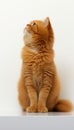 Close-up illustration of fluffy kitten on white background, charming and endearing