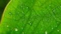 Close-up illustration of a fresh green leaf with dew drops on the leaf. Background. generative AI