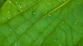 Close-up illustration of a fresh green leaf with dew drops on the leaf. Background. generative AI