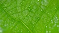 Close-up illustration of a fresh green leaf with dew drops on the leaf. Background. generative AI