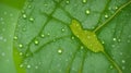 Close-up illustration of a fresh green leaf with dew drops on the leaf. Background. generative AI