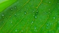 Close-up illustration of a fresh green leaf with dew drops on the leaf. Background. generative AI