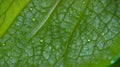 Close-up illustration of a fresh green leaf with dew drops on the leaf. Background. generative AI