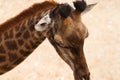 A close-up image of an adult giraffe`s head Royalty Free Stock Photo