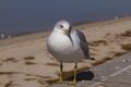 Close up image of an adult ring billed gull Royalty Free Stock Photo