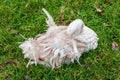 A Sebastopol Goose sleeping in an orchard Royalty Free Stock Photo